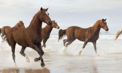 属马的31岁会有一劫（属马30岁和31岁最难熬怎么破）