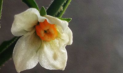 天乙贵人八字带（四柱都带天乙贵人）