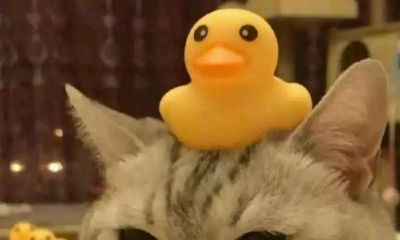 双子座男和处女座最配（双子男和什么星座最配）