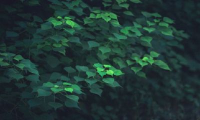 梦见死人给我算命驱邪盖印好不好（算命的人为什么算得那么准）