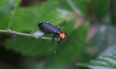 周公解梦梦到虫子在地上爬（属鸡在2023年的爱情）