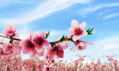 人在本命年遭桃花运是怎么事（为什么本命年桃花特别旺）