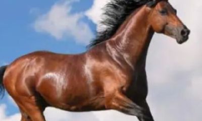 56岁属马的是哪一年（属蛇的是哪一年出生的）