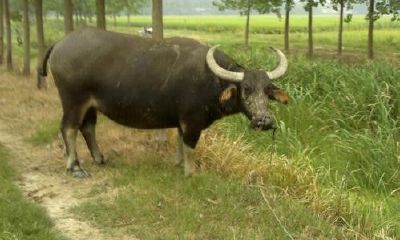 七三年属牛什么命（七三年属牛人命运如何）