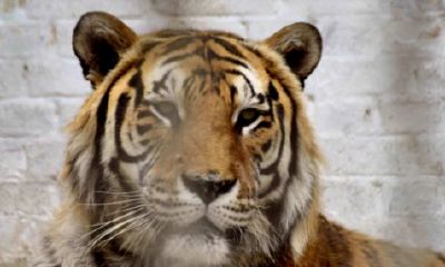 日历2023日历生肖表（十二生肖出生年份表）