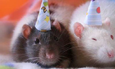 属鼠那年最好（1996年属鼠是什么命）