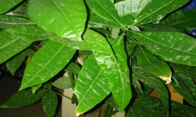 鸭掌木和招财树的区别（招财树和鸭脚木哪个好）