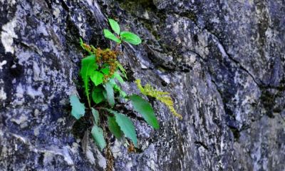 岷字取名寓意好吗（兄妹怎么取名）