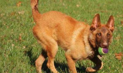 黄狗取名字大全（生肖蛇与生肖马相配吗）