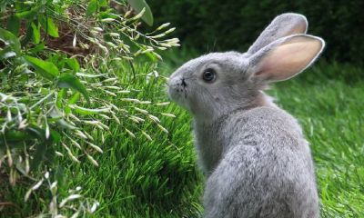 属羊的人2023年适合买房吗（1979年属羊的人买房最佳楼层）