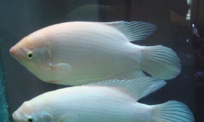 招财鱼肠炎可以用黄粉吗（招财鱼为什么会撞缸）