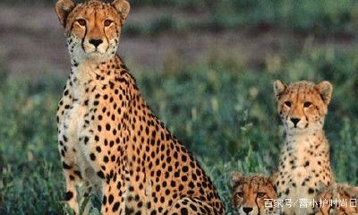 处女座的专属动物是什么（天秤座的专属宠物是什么动物）