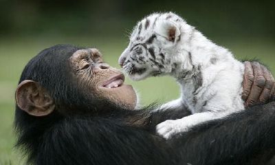生肖虎与生肖猴相配吗（属虎人命中注定的另一半）