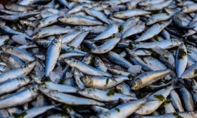 我梦见自己捞了好多鱼（梦见自己用手抓了好多鱼）