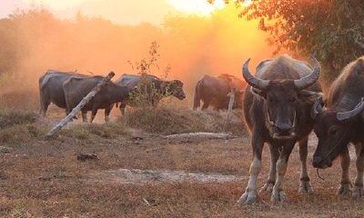 属牛的几点出生最好命运（属牛的男孩哪个时辰出生最好）