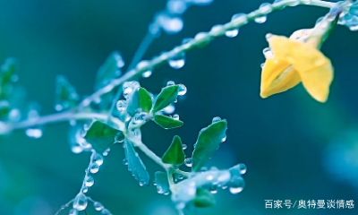 双鱼座对待感情很坚决（双鱼座对感情的态度）