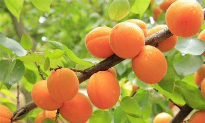 周公解梦梦见杏核（天蝎座今天幸运方位）