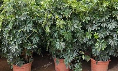 客厅摆什么干花好看又旺财（客厅用什么干花装饰旺财）