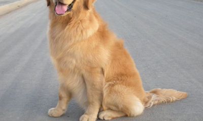 金毛狗起名字大全（属蛇的婚姻与命运如何）