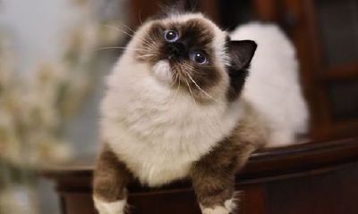 做梦梦到好多猫是什么征兆（已婚妇女梦见猫是什么预兆）