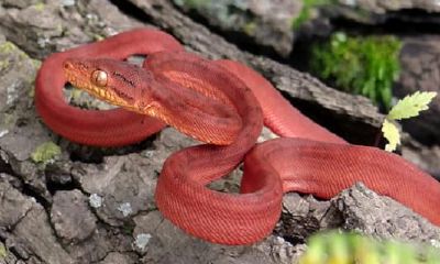 梦见蛇咬到手出血（梦见蛇咬右手出了点血）