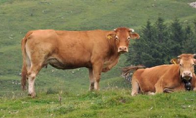 属牛的几月出生最好2023年农历10月（属牛几月出生最好男）