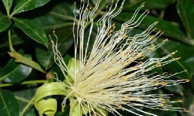 招财树可以晒太阳吗春天（招财树晒不着太阳行吗）