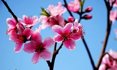 交上桃花运的含义是什么（交桃花运的人时运差）