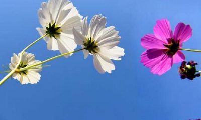 白羊座的婚姻状况（白羊座离婚了会怎么样）