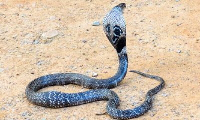 属蛇幸运色是什么颜色2023女士属蛇（属羊人的永久幸运颜色）