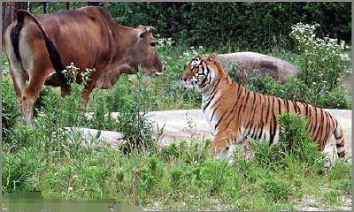 虎男女牛婚配怎么样（97年牛和98虎年配吗）