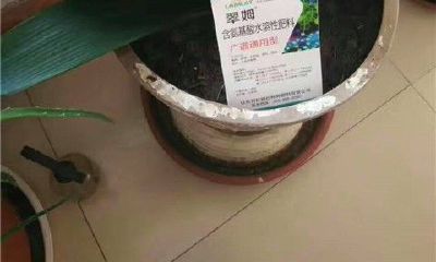 属猪的人喜欢什么花（属猪的人摆什么花比较好）