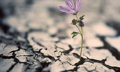 金牛座未来的老公是谁（金牛座老公婚后是什么样的）