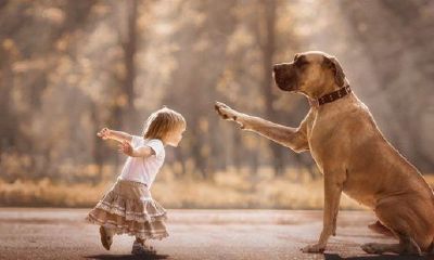 属狗80多岁是几几年出生的（属狗出生年月对照表）