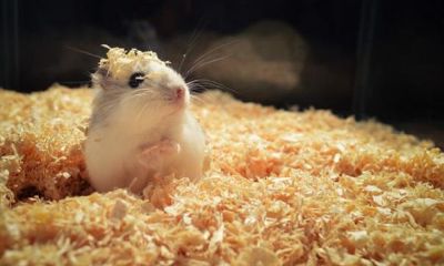 24岁属鼠哪年出生（24岁属鼠的婚姻如何）