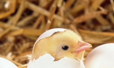 1993年属鸡的一生命运男（1993年属鸡一生运势及运程）