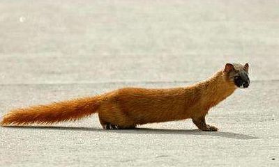 黄大仙跟人讨封是真是假（救了黄大仙会怎么样）