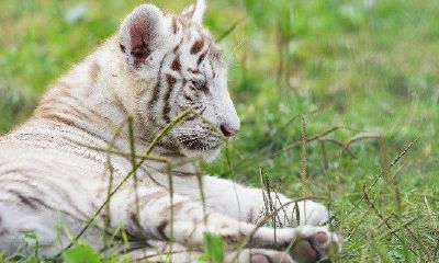 86年属虎女人的性格和脾气（1986年属虎的女人一生）