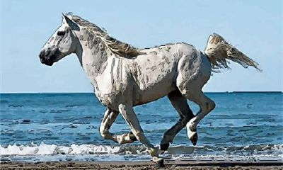 2002年属马男孩什么命（2002年属马男孩的婚姻和命运）