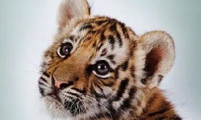 属虎男孩起什么名好（1998年属虎的女孩）