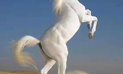 1990年属马男的婚姻（属马男陷入爱情的表现）