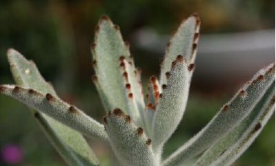 属兔的人家里适合摆什么植物（属鼠摆什么植物在家合适）