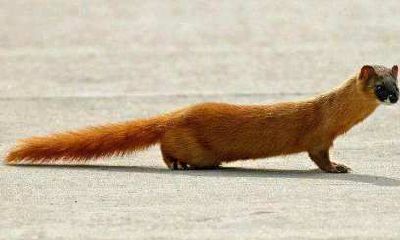 黄大仙像人还是像神怎么回答（如果黄大仙问我问题怎么办）