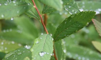 八字神煞童子查法（八字中有童子煞）