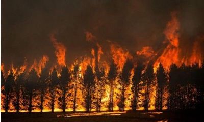 梦到好多小红蛇是什么意思（做梦梦到黑蛇是什么意思）