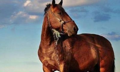 属马2023年害太岁吗（2023年属马的人有桃花运吗）