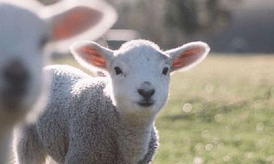 67年属羊的今年运势怎么样（79年属羊今年运势）