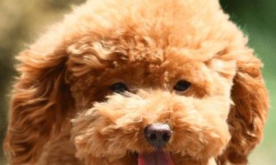 给小狗起名可以起什么名字最好（1981年属鸡女人2023年每月运势）