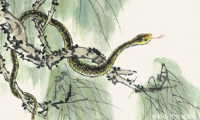 男属龙与属兔的相配吗（属龙和什么属相最配最合适）