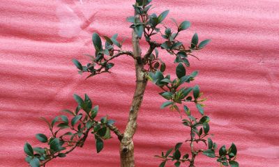 连续好几天梦到前任（连续几天梦到前任是怎么回事）